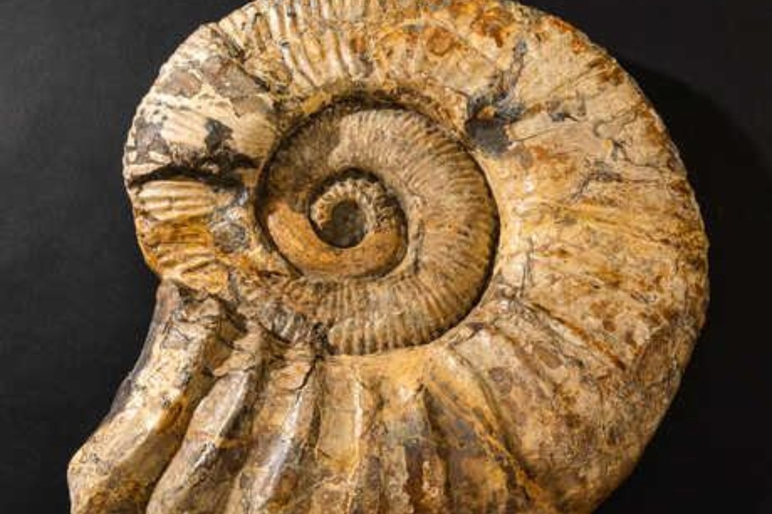 Una inteligencia artificial ha revisado 540 millones de años de fósiles y encontrado algo desconcertante. Tres de las cinco grandes extinciones de la Tierra podrían no haber ocurrido como creíamos