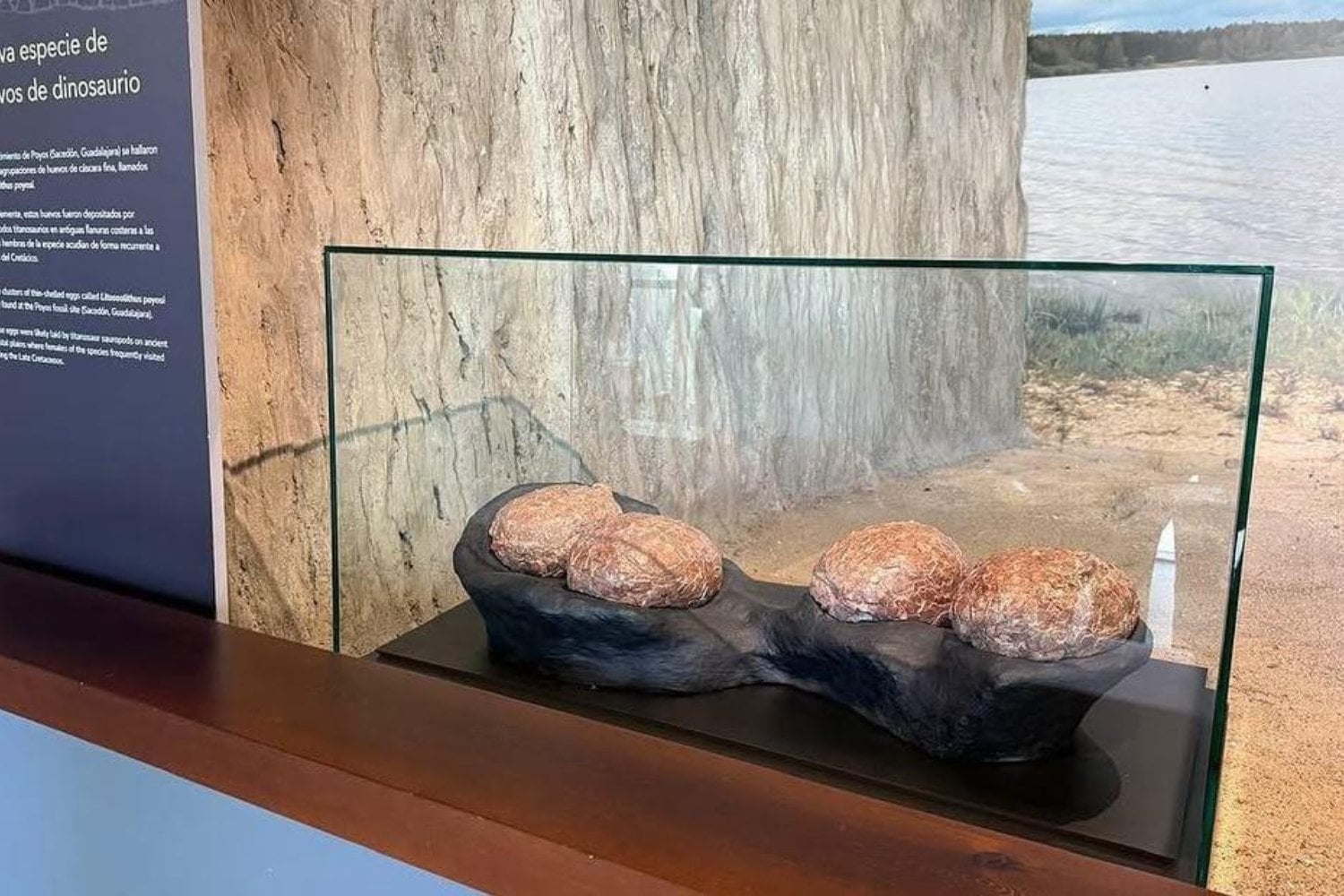 En España encontraron huevos de dinosaurio de hace 72 millones de años y descubrieron algo insólito. Dos tipos diferentes estaban enterrados en el mismo lugar
