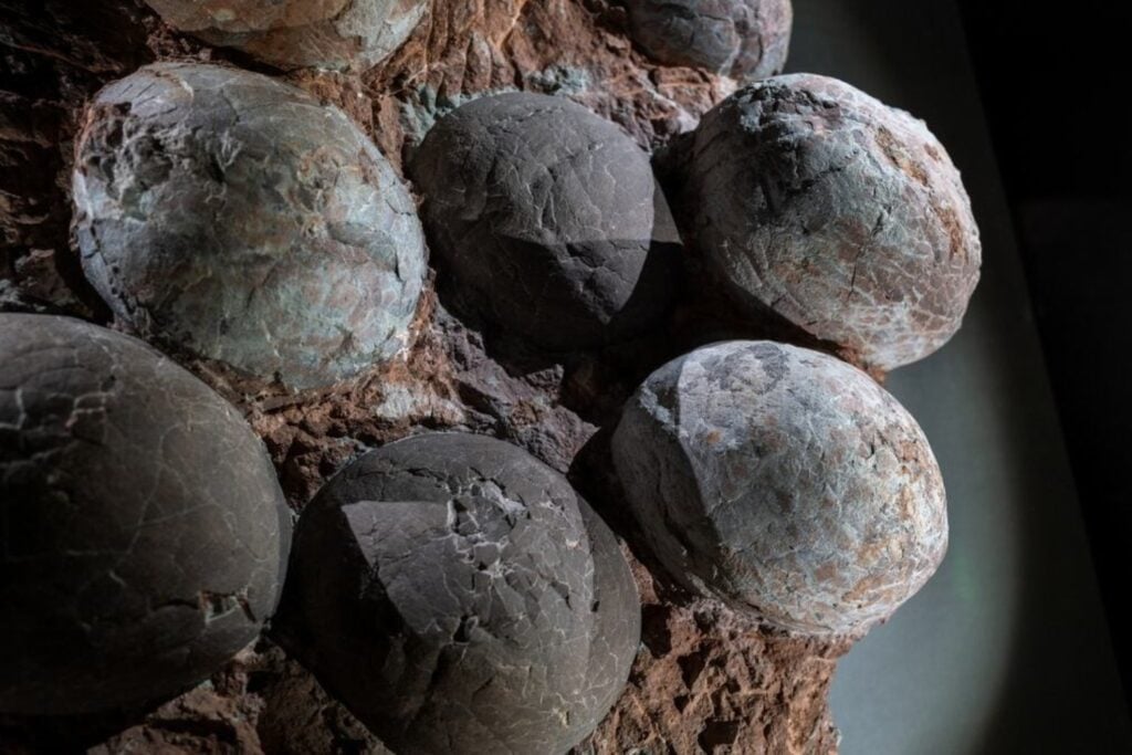 En España encontraron huevos de dinosaurio de hace 72 millones de años y descubrieron algo insólito. Dos tipos diferentes estaban enterrados en el mismo lugar