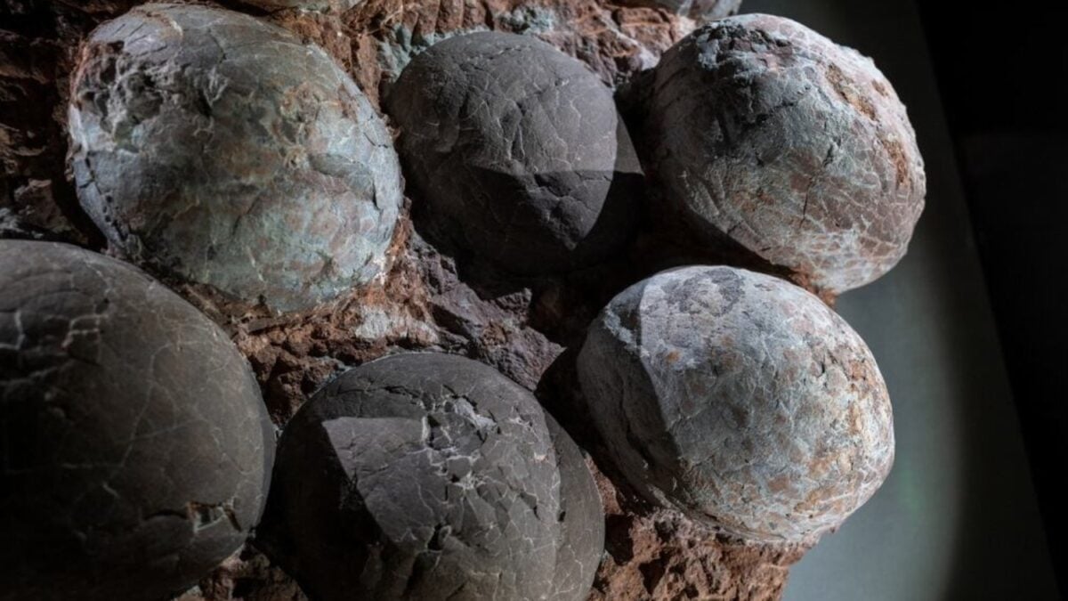 En España encontraron huevos de dinosaurio de hace 72 millones de años y descubrieron algo insólito. Dos tipos diferentes estaban enterrados en el mismo lugar