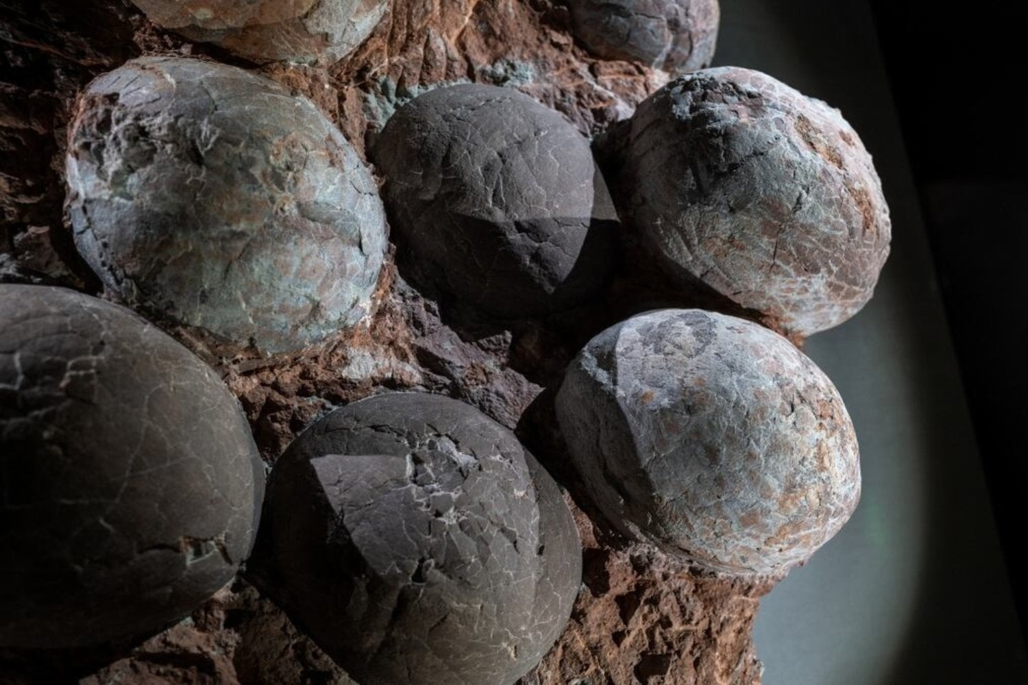 En España encontraron huevos de dinosaurio de hace 72 millones de años y descubrieron algo insólito. Dos tipos diferentes estaban enterrados en el mismo lugar