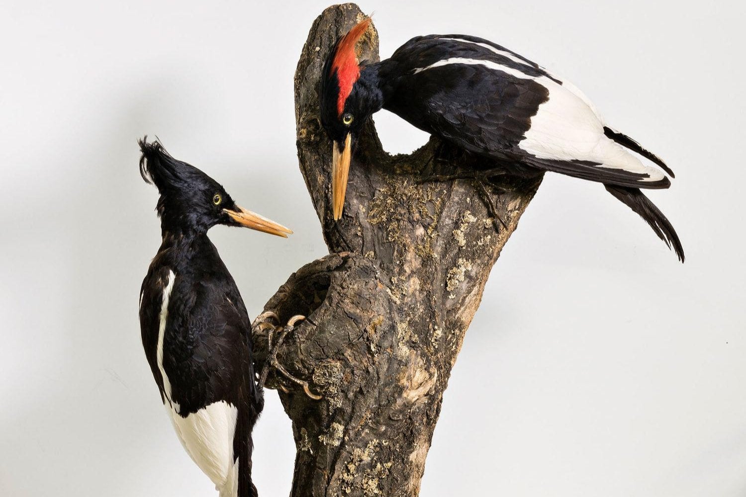 Durante 70 años, nadie volvió a ver al pájaro carpintero más grande del planeta. Unas imágenes de 1956 permitieron reconstruir cómo era y cómo volaba