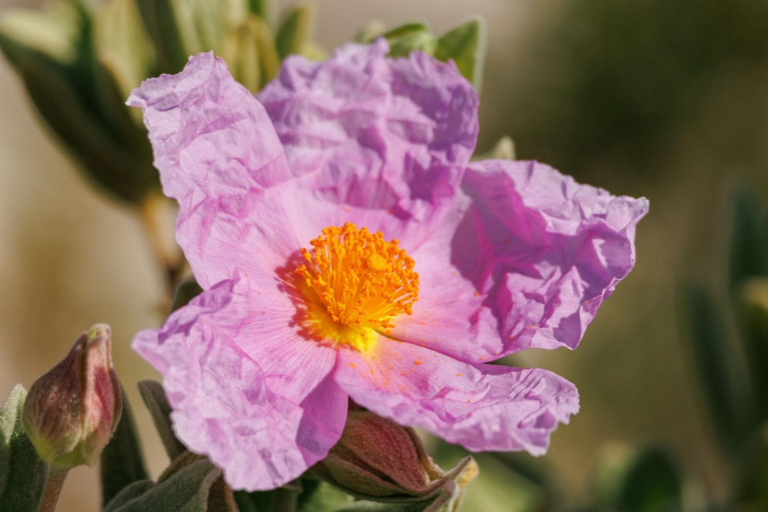 Hace 2.000 años, en Portugal ya conocían un truco para que la ropa no perdiera el color. Los arqueólogos descubrieron que bastaban flores, vinagre y una roca