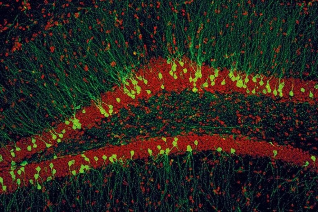 Criaron ratones en tres mundos completamente distintos. Meses después, sus neuronas no solo funcionaban diferente: habían aprendido a leer sus genes de otra manera