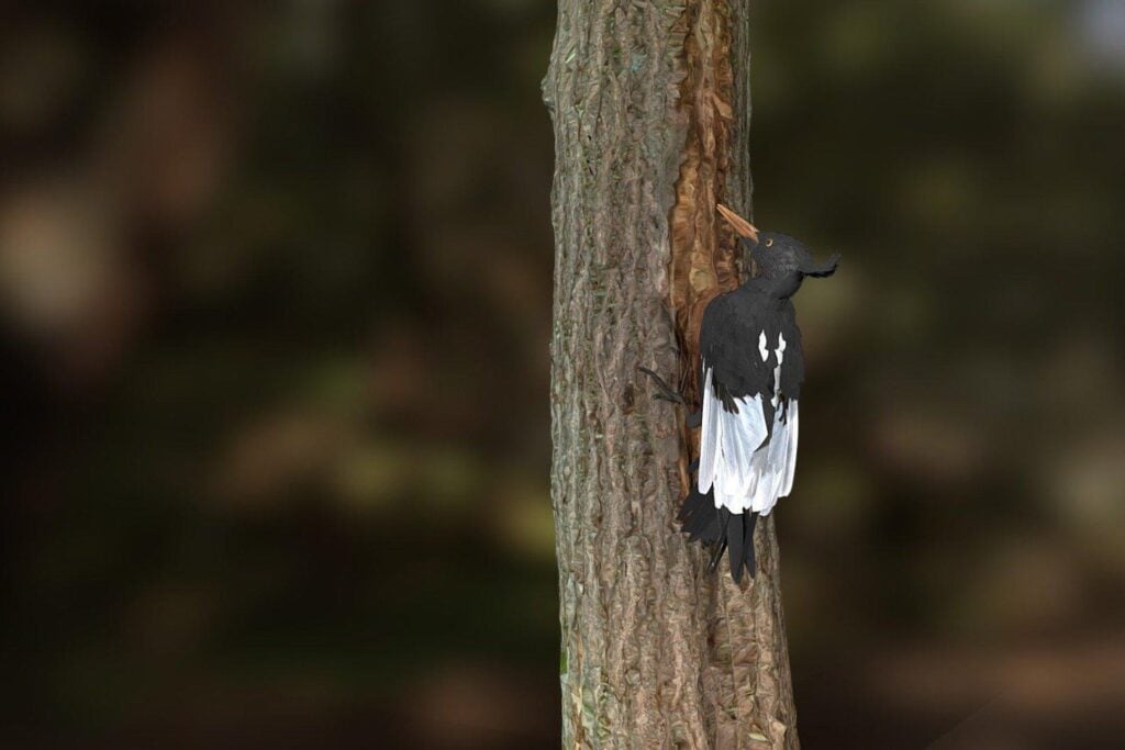 Durante 70 años, nadie volvió a ver al pájaro carpintero más grande del planeta. Unas imágenes de 1956 permitieron reconstruir cómo era y cómo volaba