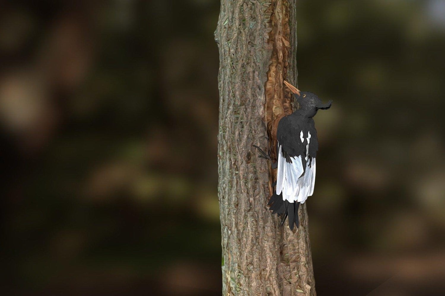 Durante 70 años, nadie volvió a ver al pájaro carpintero más grande del planeta. Unas imágenes de 1956 permitieron reconstruir cómo era y cómo volaba