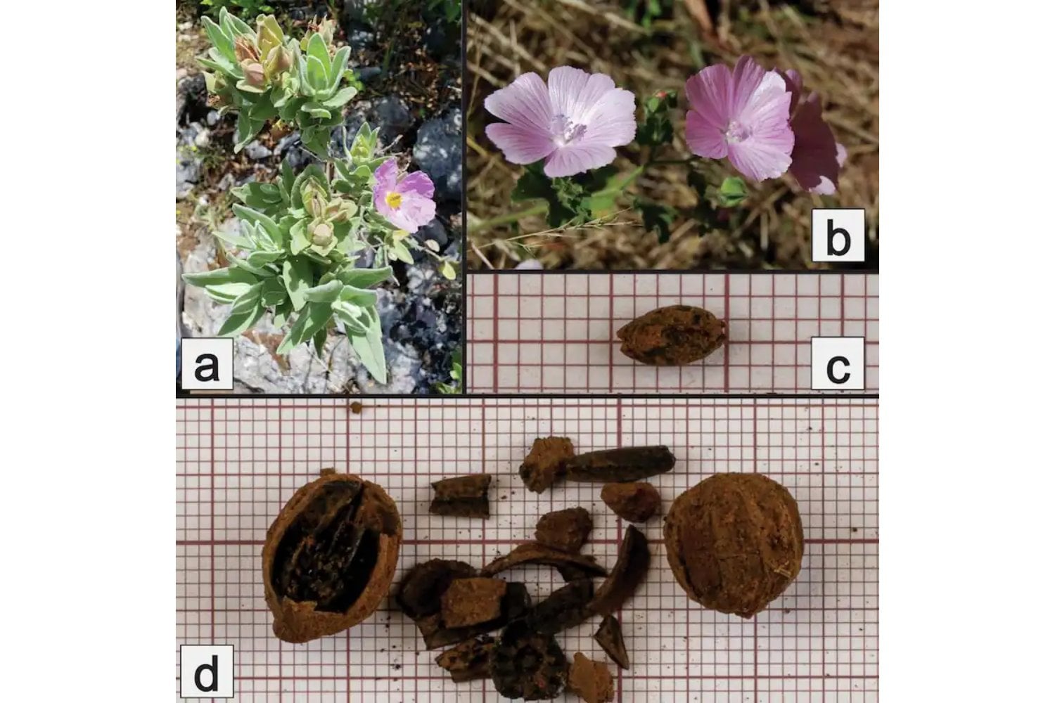 Hace 2.000 años, en Portugal ya conocían un truco para que la ropa no perdiera el color. Los arqueólogos descubrieron que bastaban flores, vinagre y una roca