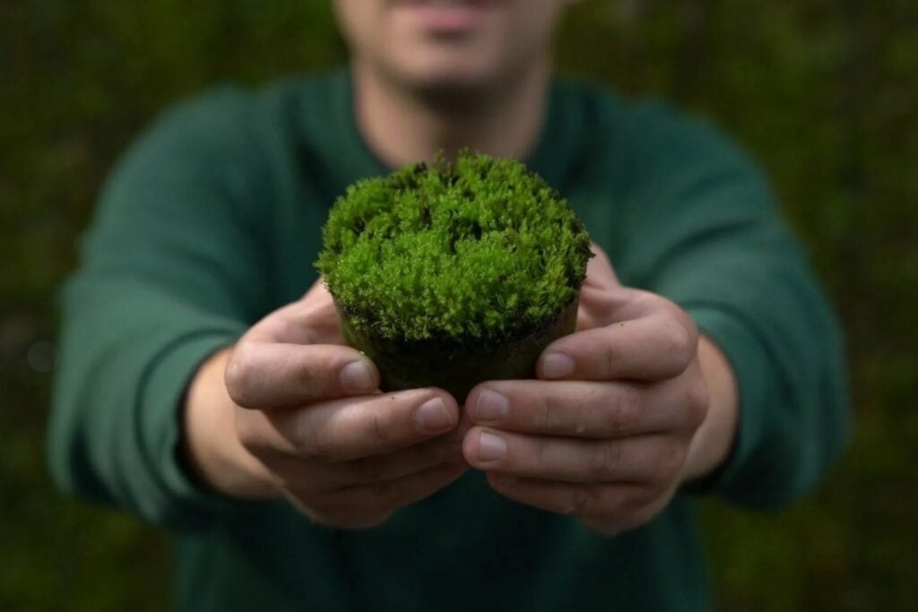 Países Bajos quiere acabar con los muros grises de las ciudades. Ha desarrollado un hormigón donde crece musgo y ya está transformando paredes en pequeños ecosistemas