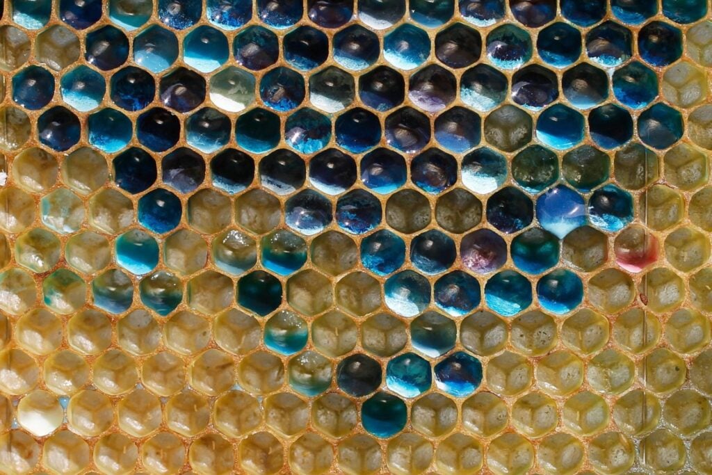En Francia, unas abejas empezaron a producir miel azul y verde. Los apicultores siguieron su rastro y descubrieron una conexión insólita con los M&M's