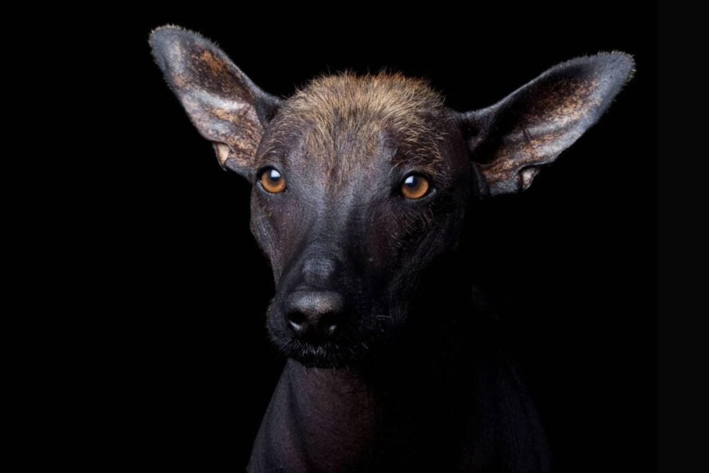 Los mexicas creían que un perro podía acompañarte incluso después de morir. El xoloitzcuintle lleva siglos guardando uno de los misterios más fascinantes de México