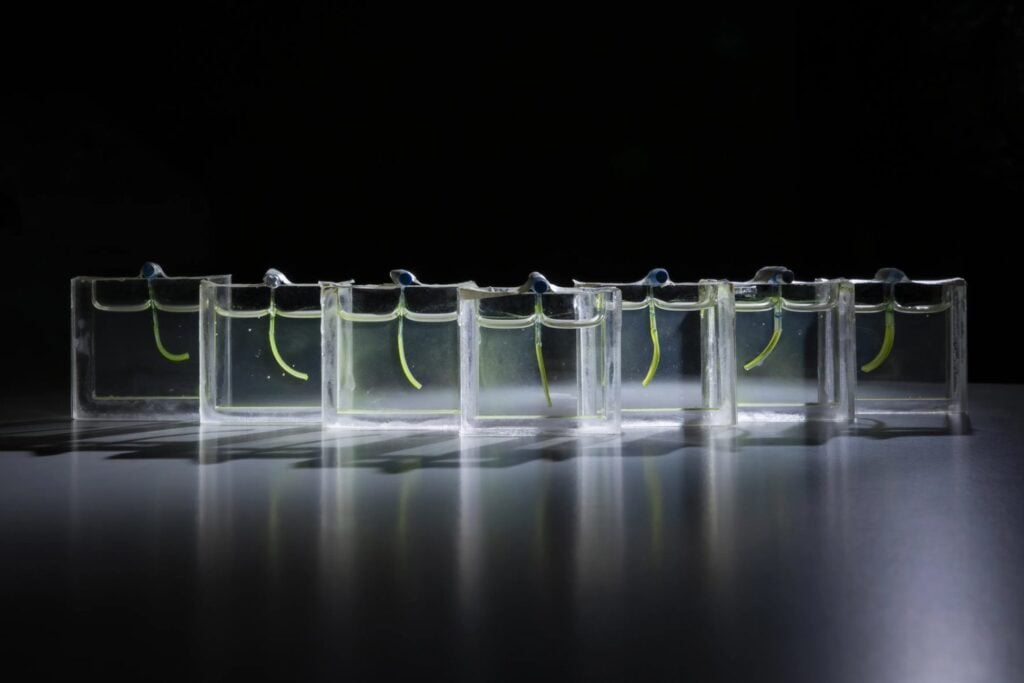 Científicos han creado un brazo robótico que se mueve sin motores ni electricidad. Su secreto está en unas algas que cobran vida con la luz