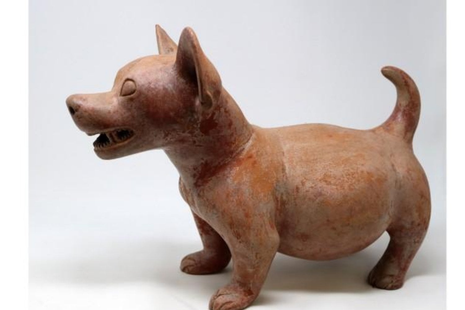 Los mexicas creían que un perro podía acompañarte incluso después de morir. El xoloitzcuintle lleva siglos guardando uno de los misterios más fascinantes de México