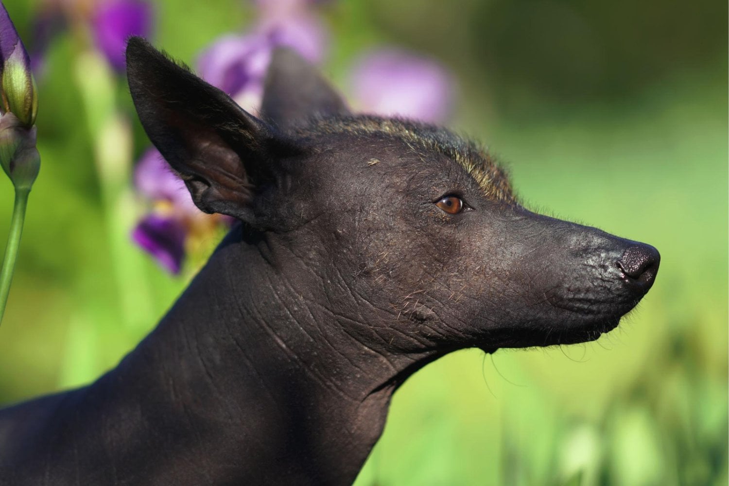 Los mexicas creían que un perro podía acompañarte incluso después de morir. El xoloitzcuintle lleva siglos guardando uno de los misterios más fascinantes de México