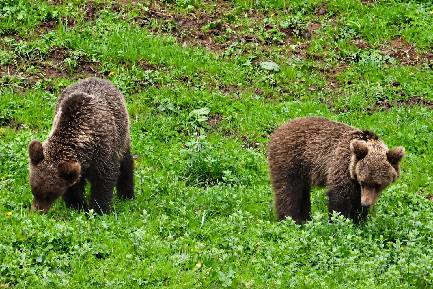 El oso pardo vuelve a conquistar España: recuperó 17.000 kilómetros cuadrados, pero los científicos advierten un problema