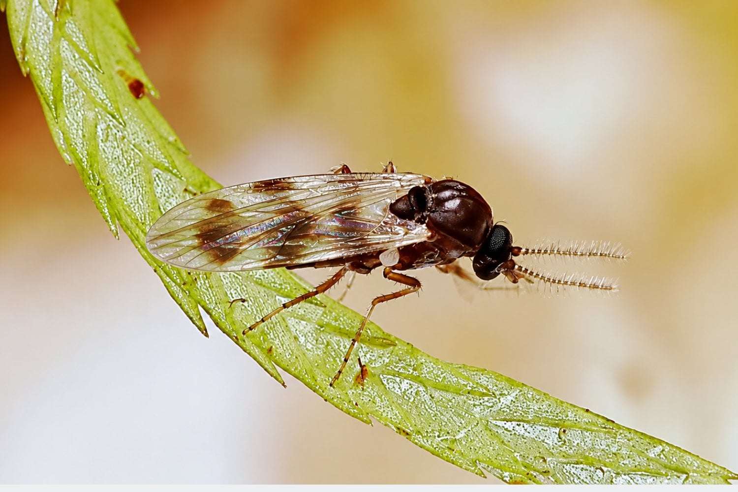 Un insecto de apenas 2 milímetros está propagando el virus Shamonda por Europa: Francia confirmó el primer caso humano