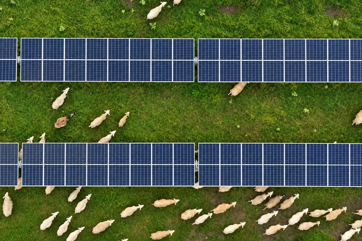 Dejó su trabajo de mecánico para cuidar 300 ovejas entre paneles solares: ahora vive de una inesperada combinación