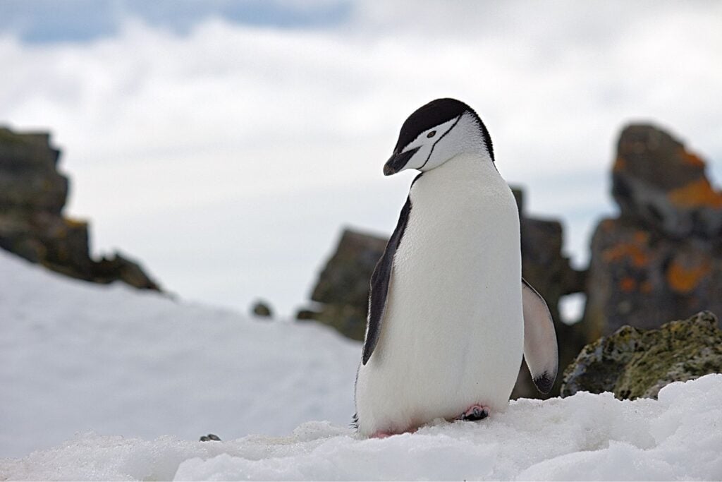 La mayor colonia de pingüinos del mundo perdió casi dos tercios de sus barbijo en apenas 14 años