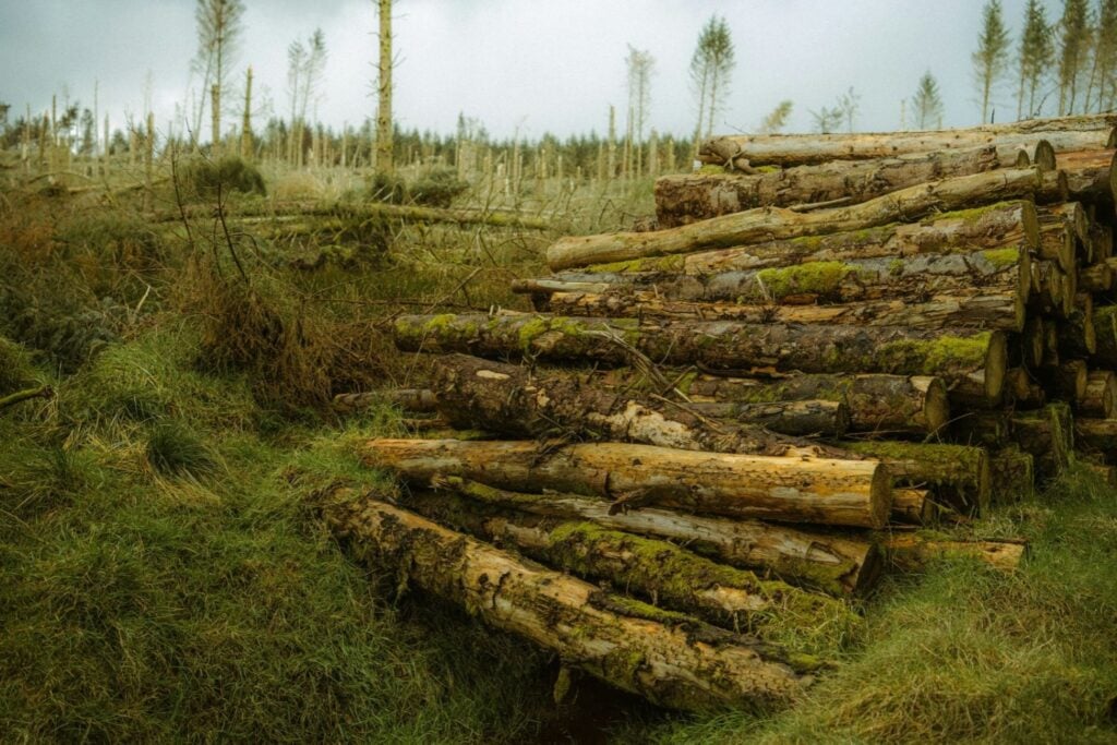 Una buena noticia para el planeta esconde una realidad alarmante: la deforestación disminuye, pero millones de hectáreas siguen desapareciendo