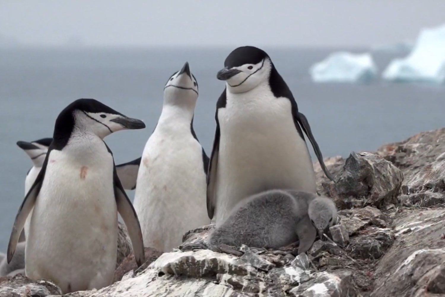 La mayor colonia de pingüinos del mundo perdió casi dos tercios de sus barbijo en apenas 14 años