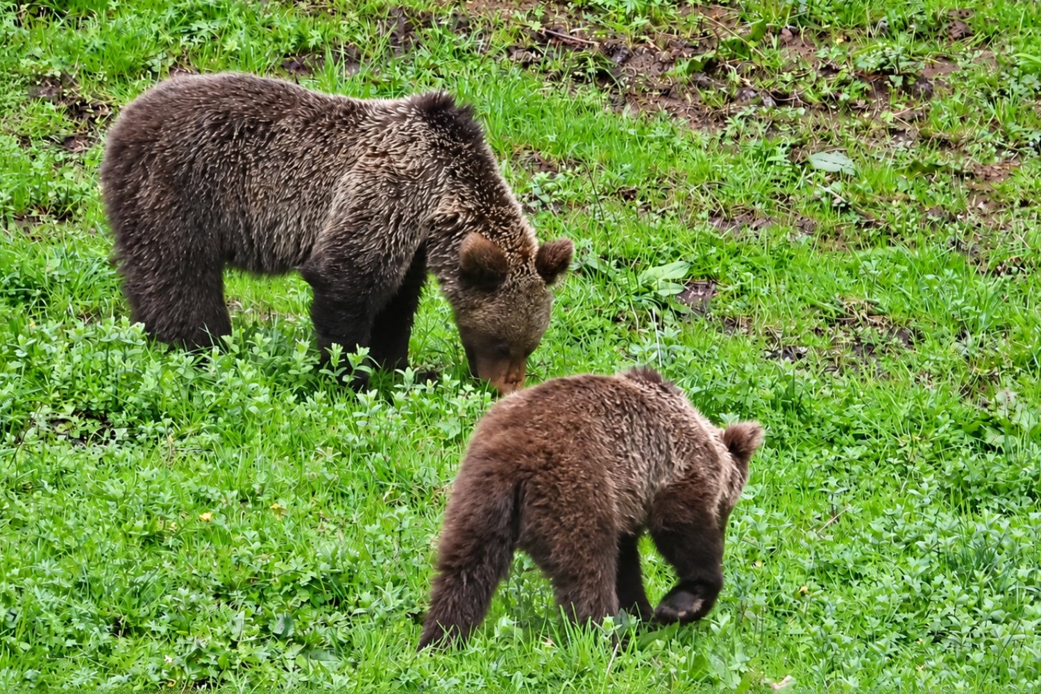 El oso pardo vuelve a conquistar España: recuperó 17.000 kilómetros cuadrados, pero los científicos advierten un problema