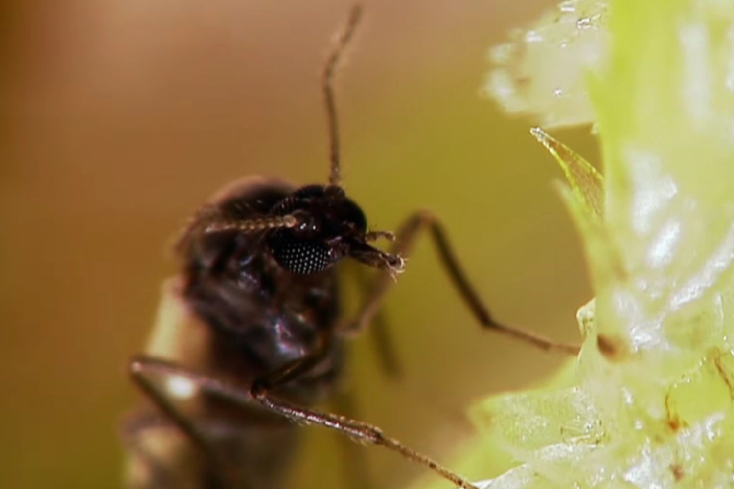 Un insecto de apenas 2 milímetros está propagando el virus Shamonda por Europa: Francia confirmó el primer caso humano