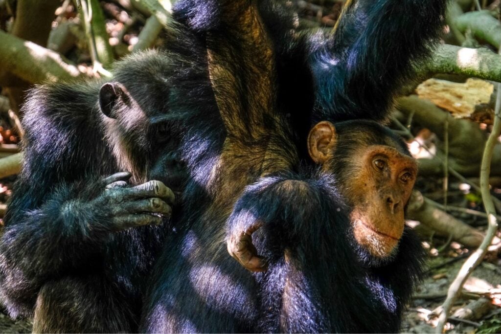 ¿Los animales pueden ser malvados? La ciencia explica por qué algunas especies matan, se vengan y atacan sin necesidad