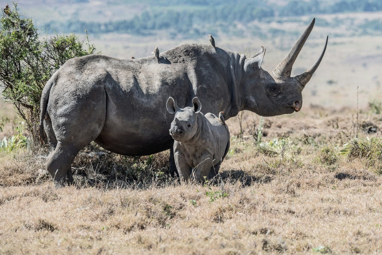 Salvar una especie o proteger todo un ecosistema: el dilema científico que podría decidir qué animales sobrevivirán a la extinción