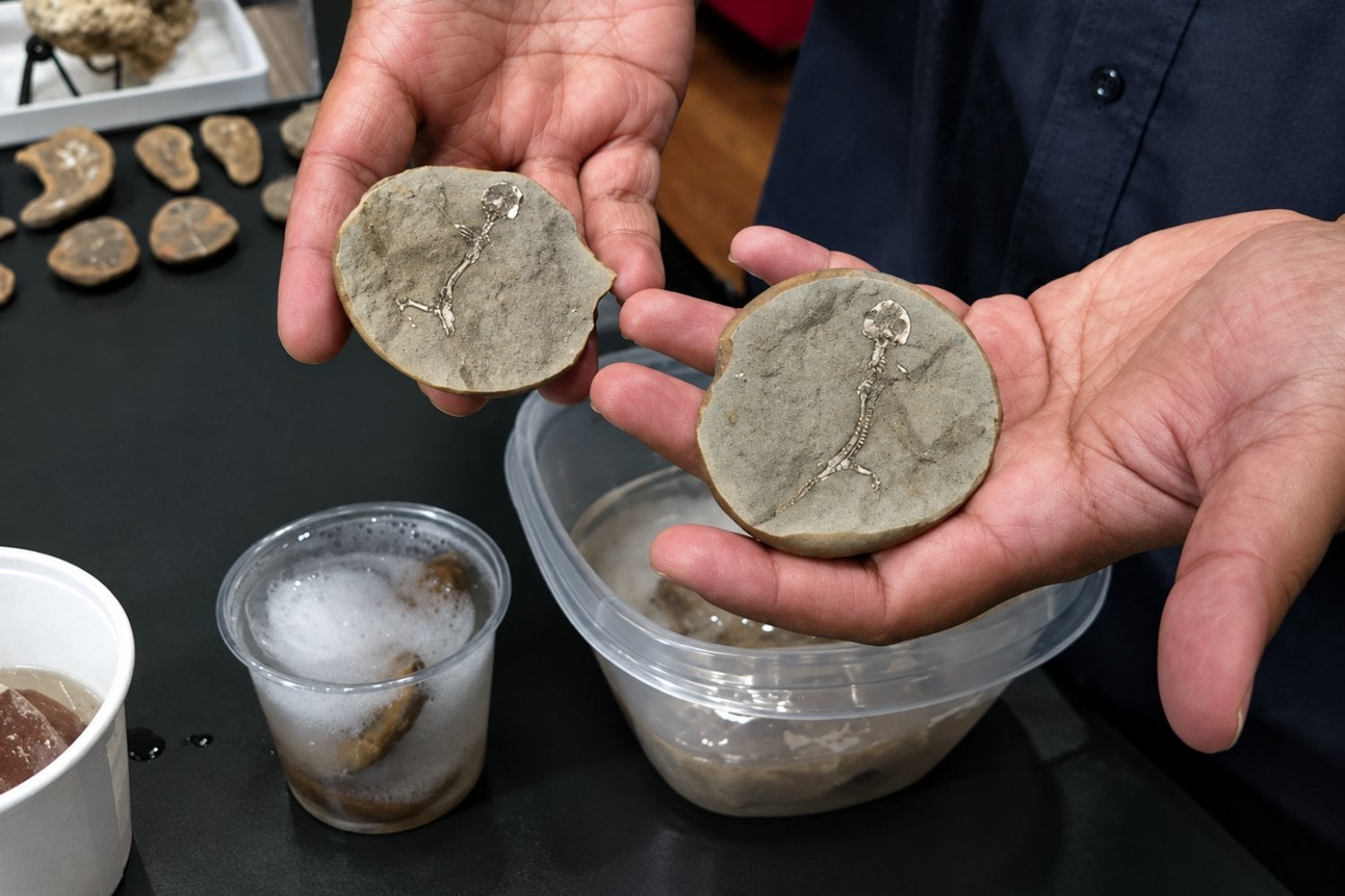 Dos estudiantes descubren un anfibio de hace 309 millones de años y lo bautizan en honor a sus madres