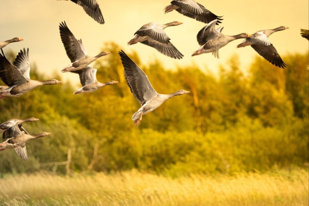Las aves también sufren jet lag: científicos descubren que pueden perder el rumbo después de vuelos largos