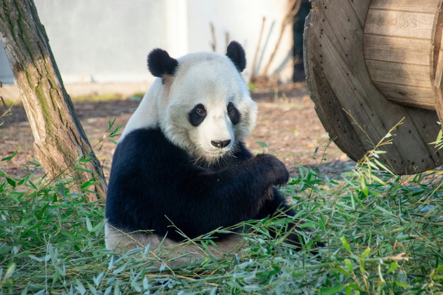 Salvar una especie o proteger todo un ecosistema: el dilema científico que podría decidir qué animales sobrevivirán a la extinción