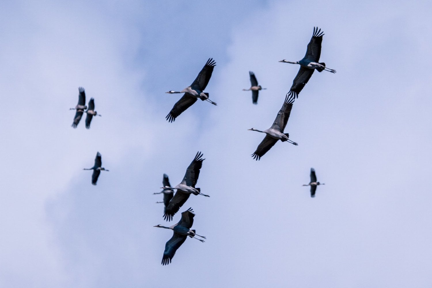 Las aves también sufren jet lag: científicos descubren que pueden perder el rumbo después de vuelos largos
