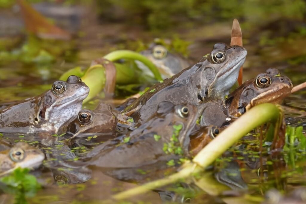 Excavó un estanque en su jardín para un proyecto escolar y nueve años después se convirtió en un ecosistema lleno de vida silvestre