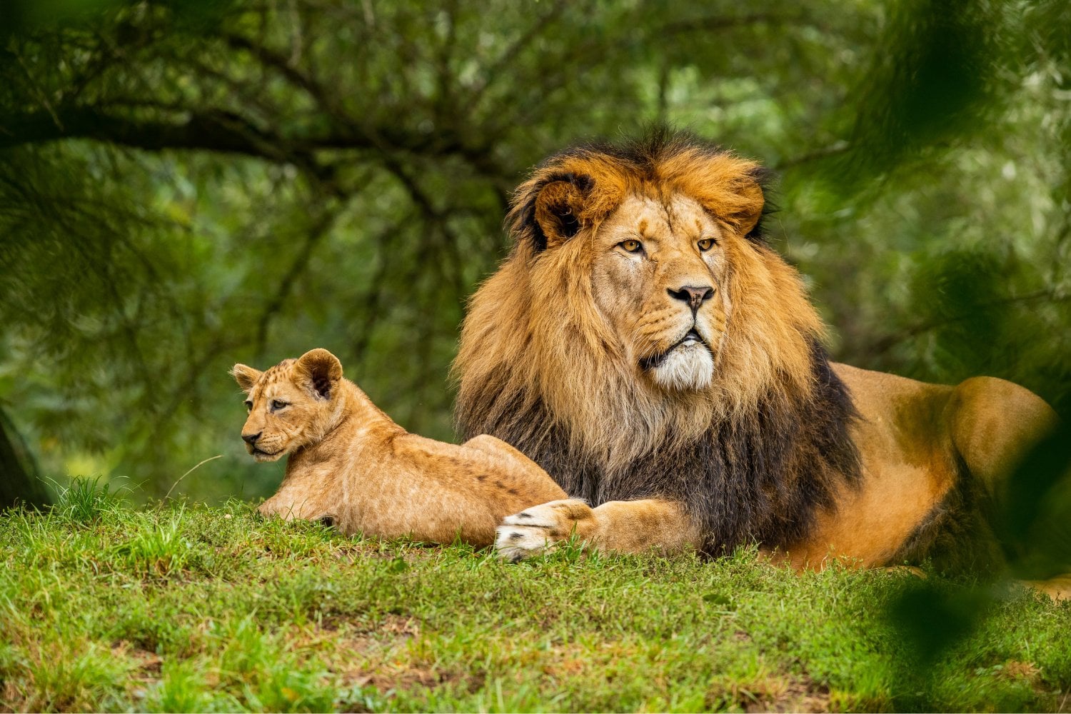 ¿Los animales pueden ser malvados? La ciencia explica por qué algunas especies matan, se vengan y atacan sin necesidad