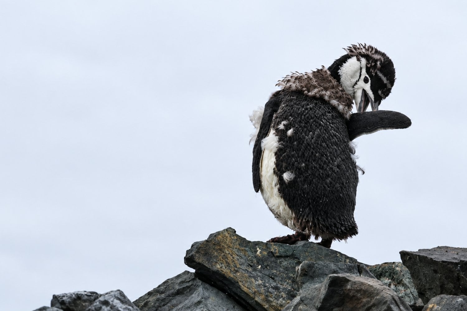 El ADN acaba de revelar que este pingüino no era quien creíamos