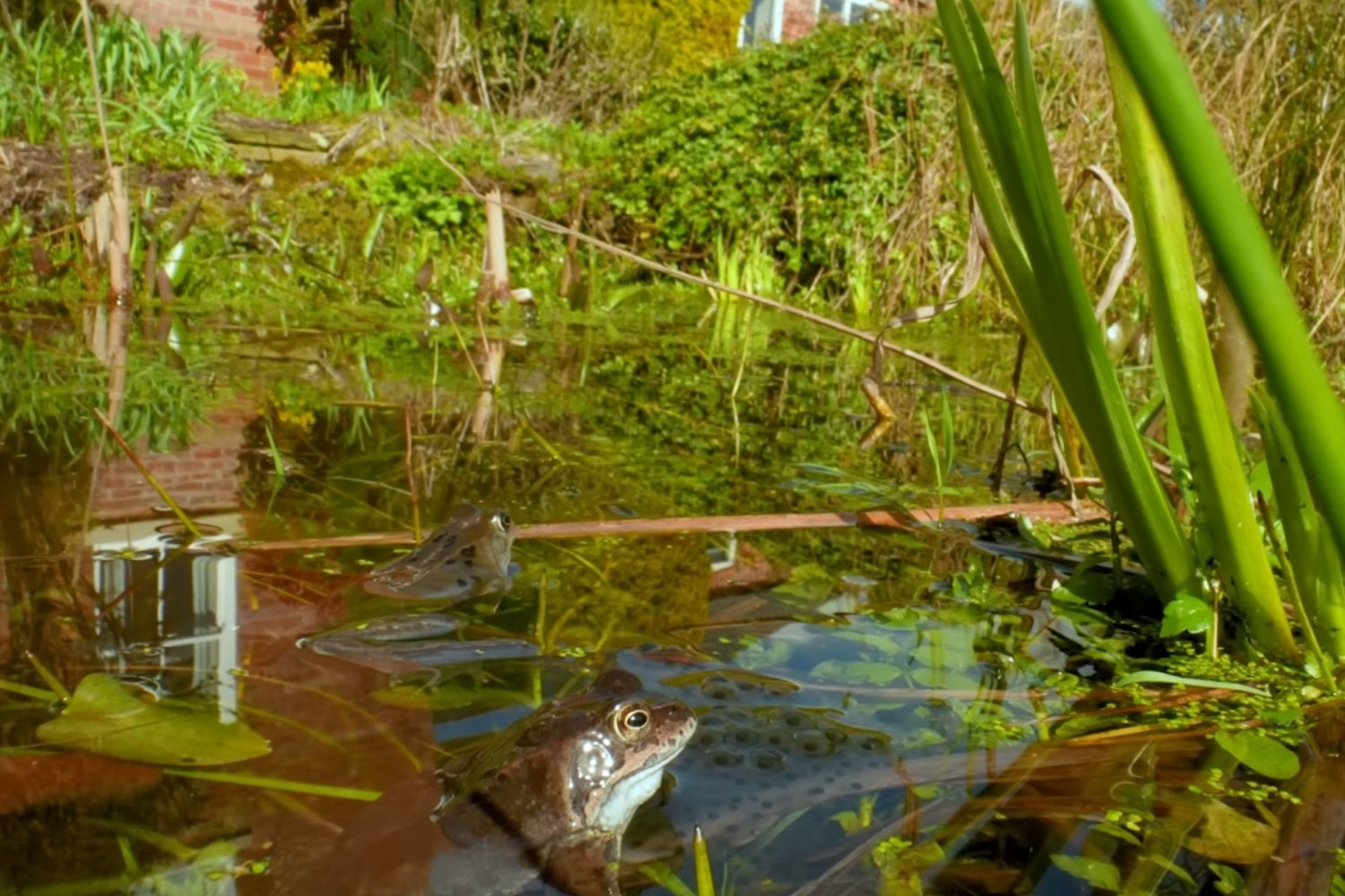 Excavó un estanque en su jardín para un proyecto escolar y nueve años después se convirtió en un ecosistema lleno de vida silvestre