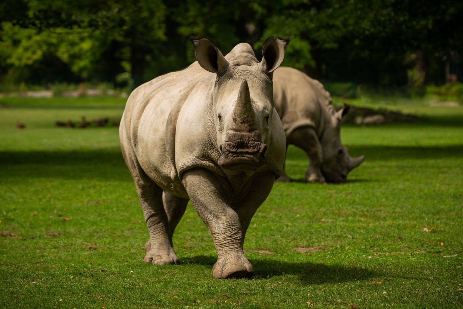 Quedan apenas 26.700 rinocerontes en el mundo: dos especies están cada vez más cerca de desaparecer
