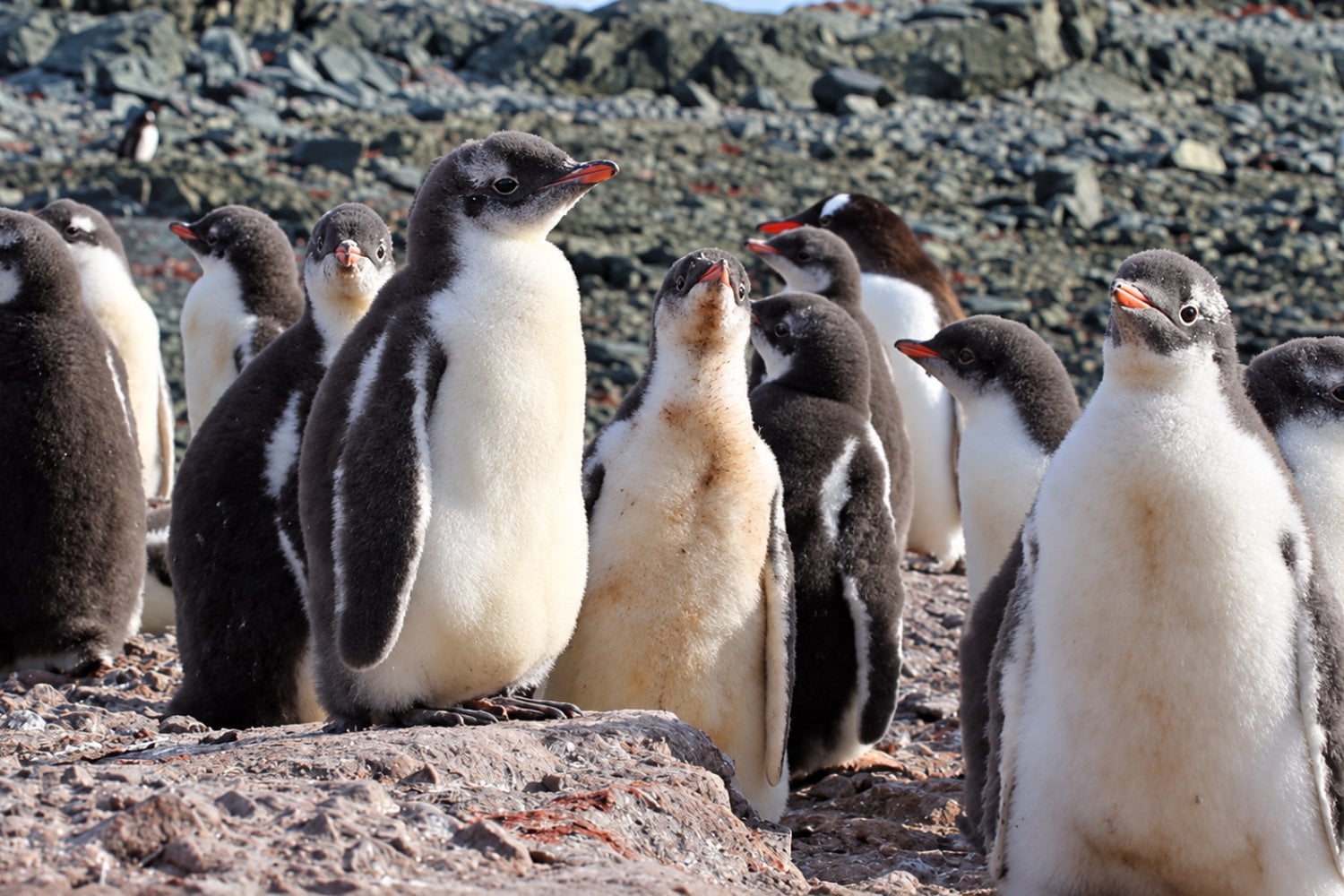 El ADN acaba de revelar que este pingüino no era quien creíamos