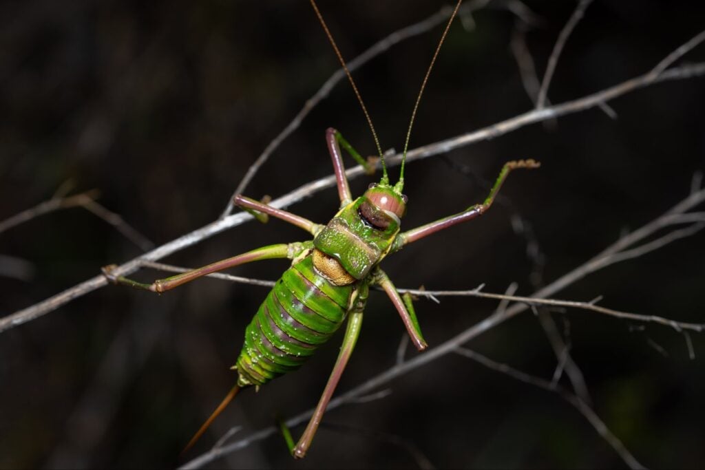 El mundo está perdiendo insectos y las consecuencias podrían ser devastadoras para la vida silvestre, según una investigación