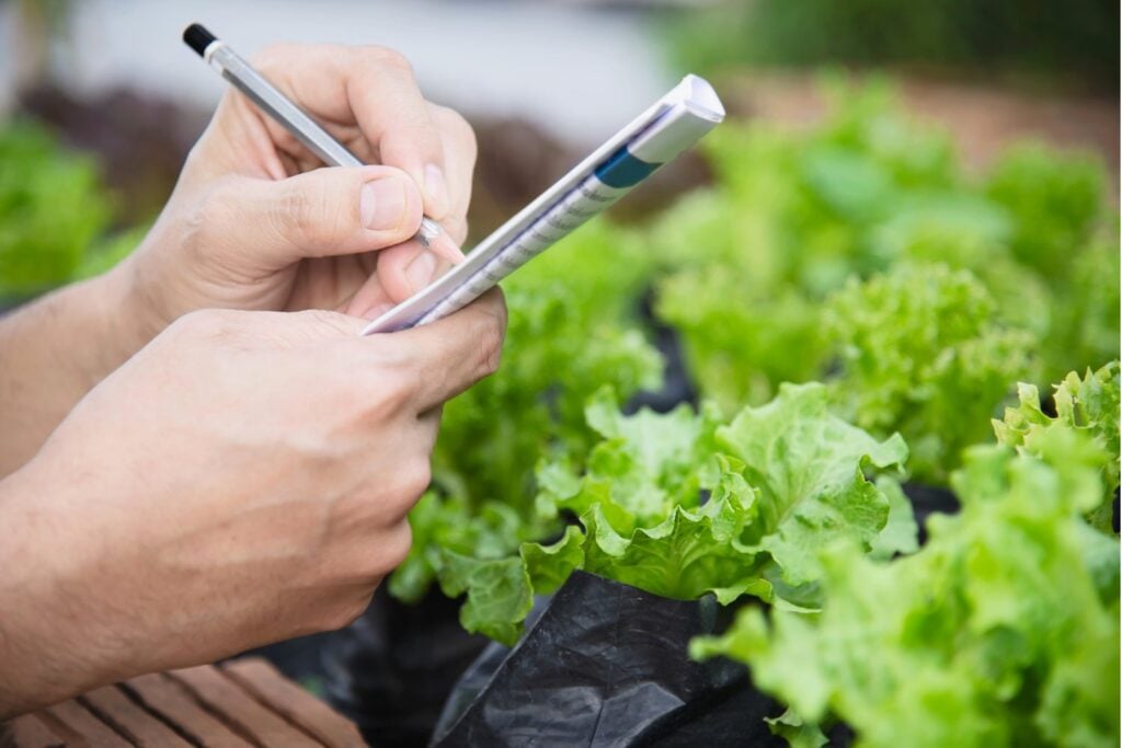 Científicos crean una lechuga capaz de producir proteínas de la carne: el experimento que podría transformar la industria alimentaria