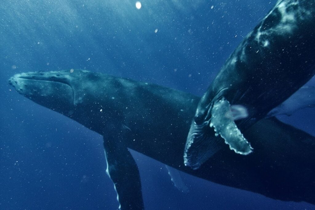 Científicos descubren que unos misteriosos sonidos grabados en el océano hace más de 40 años podrían ser conversaciones entre ballenas