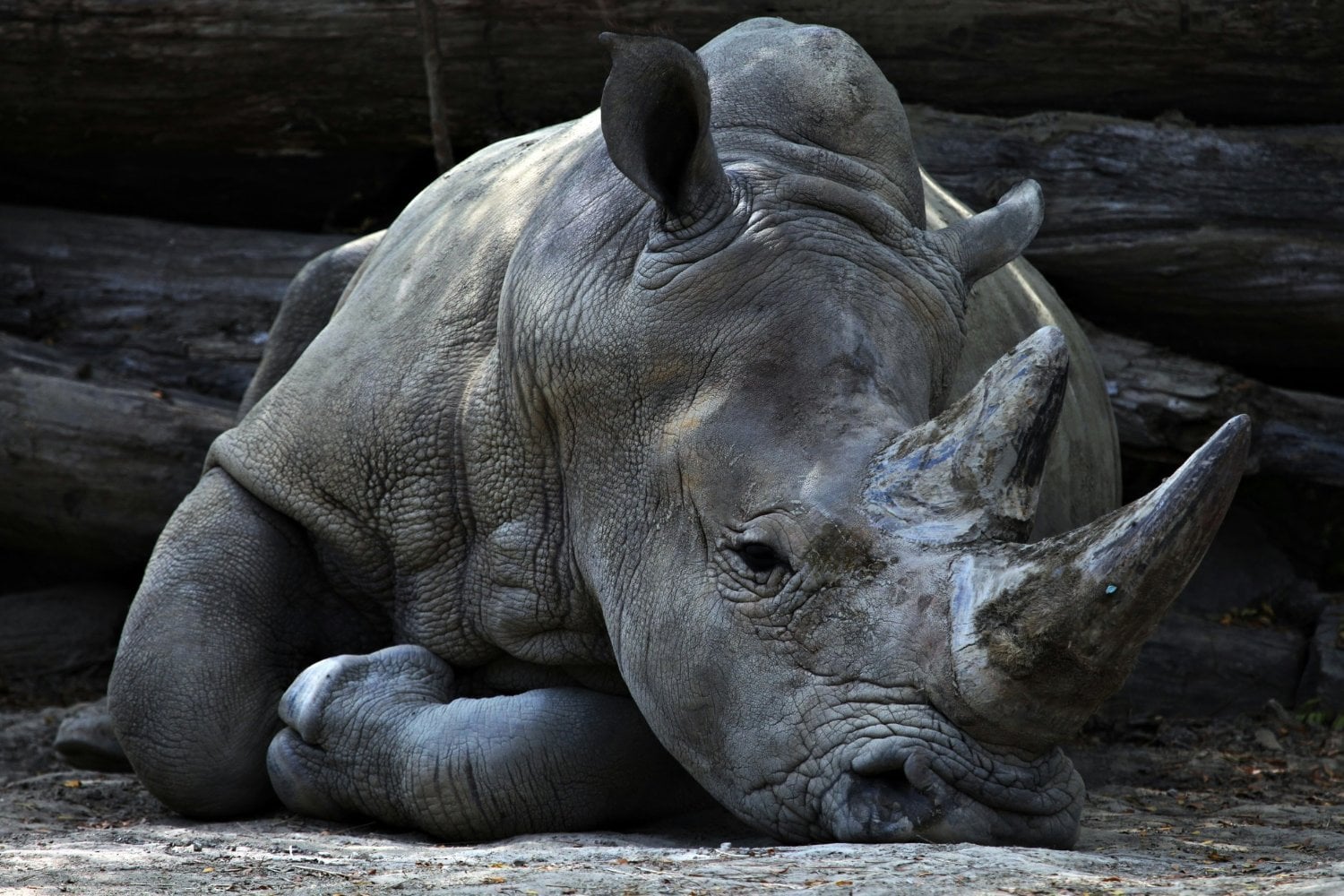 Quedan apenas 26.700 rinocerontes en el mundo: dos especies están cada vez más cerca de desaparecer