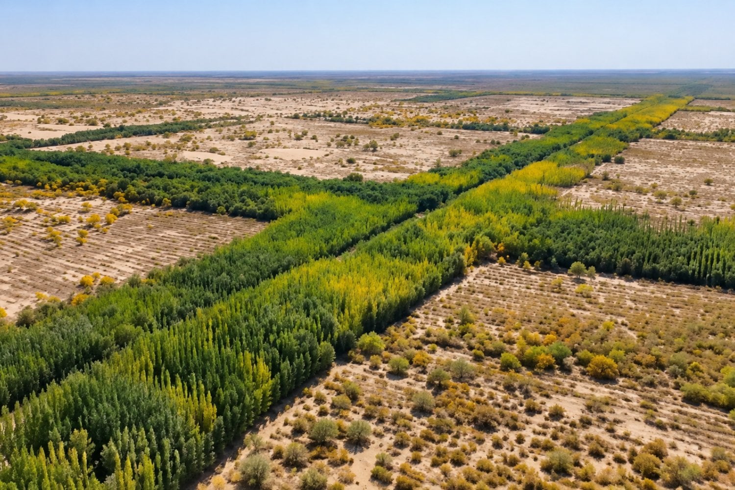 China plantó miles de millones de árboles y los científicos descubrieron algo preocupante sobre el agua