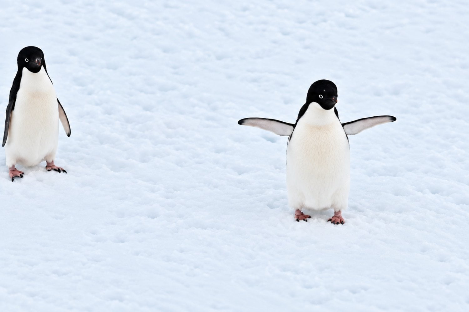 El ADN acaba de revelar que este pingüino no era quien creíamos