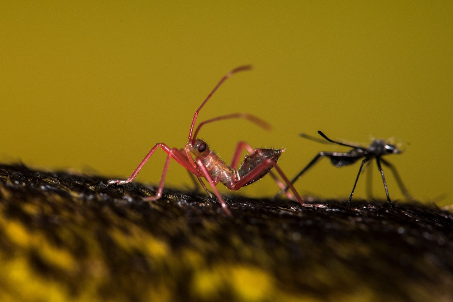 El mundo está perdiendo insectos y las consecuencias podrían ser devastadoras para la vida silvestre, según una investigación