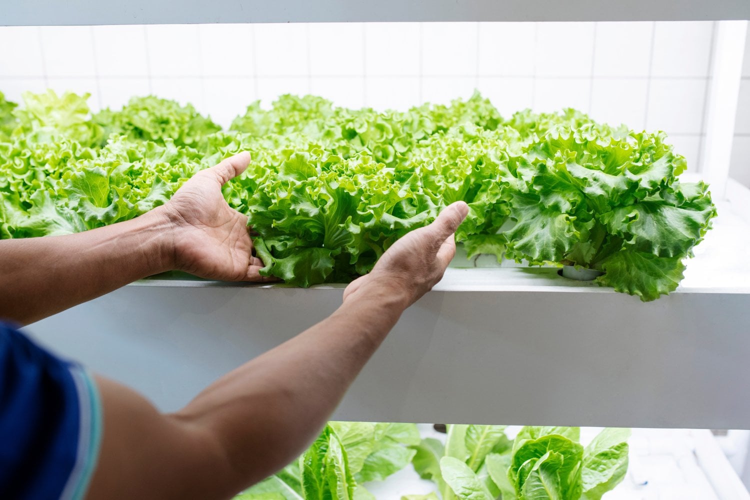 Científicos crean una lechuga capaz de producir proteínas de la carne: el experimento que podría transformar la industria alimentaria
