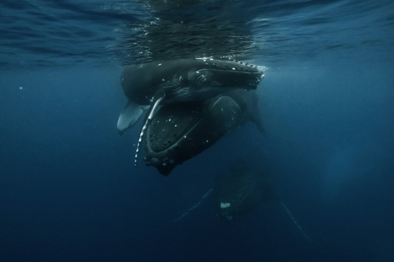 Científicos descubren que unos misteriosos sonidos grabados en el océano hace más de 40 años podrían ser conversaciones entre ballenas