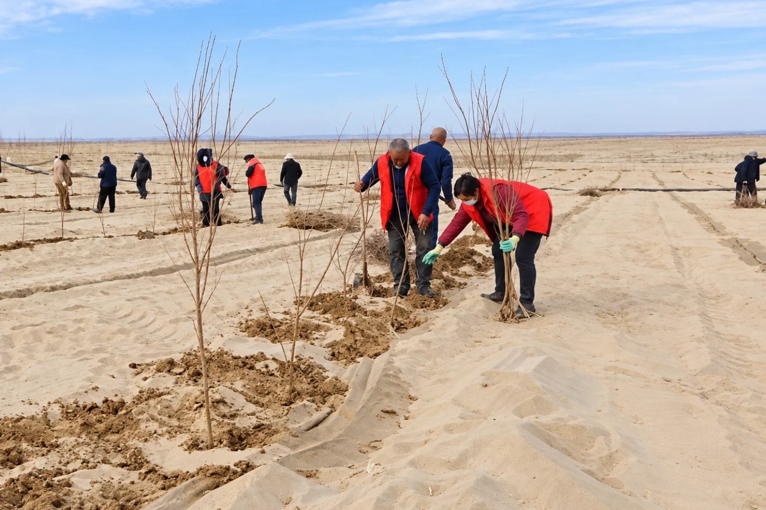 China plantó miles de millones de árboles y los científicos descubrieron algo preocupante sobre el agua