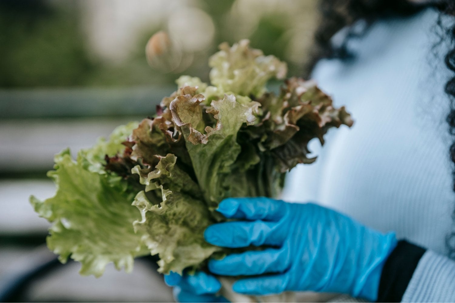 Científicos crean una lechuga capaz de producir proteínas de la carne: el experimento que podría transformar la industria alimentaria