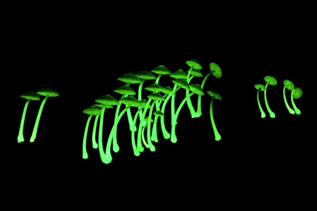 El secreto del brillo de los hongos podría mejorar las herramientas para estudiar el cáncer