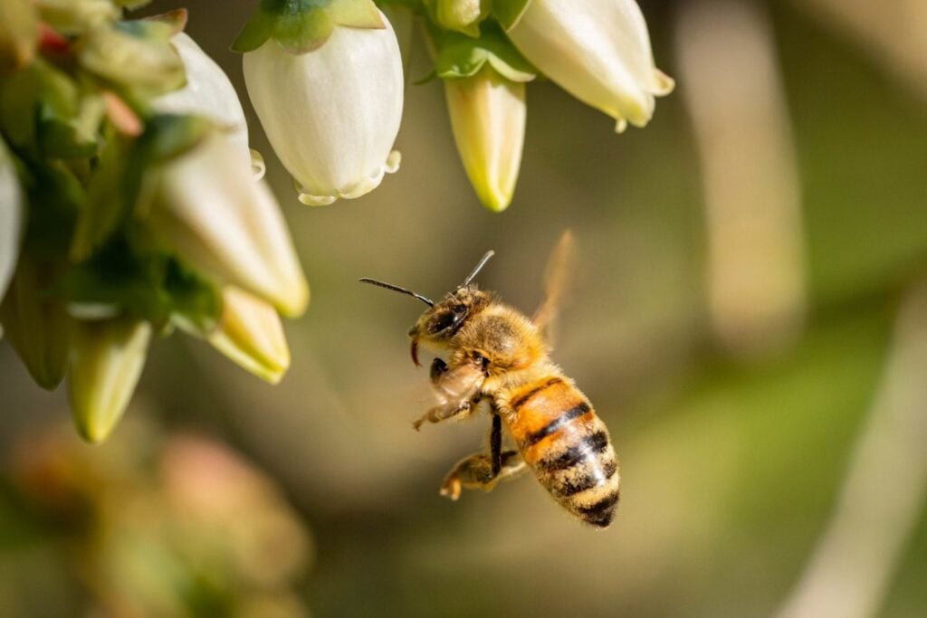 Las abejas están perdiendo su hogar en Europa y la agricultura tiene mucho que ver